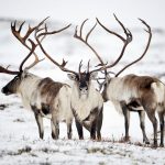 【气候暖化】野生驯鹿数量急跌 200只驯鹿集体饿死伏尸北极