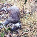 棲息地被砍伐 澳洲數十樹熊人道毀滅