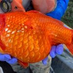巨型金鱼大如足球!危害安省生态环境