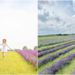 安省Kelso薰衣草園本周六開放 2.5萬株薰衣草花田中漫步