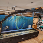 卑詩恐龍化石確認為新物種 溫島考特尼博物館展出