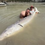 超巨大!卑詩菲沙河捕獲「鬼怪」百歲鱘魚