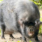 大溫動物園加入新團員 曾輔助UBC母豬成「嬌」點