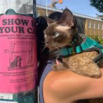 温哥华首届猫咪之旅8/24举行 加拿大无毛猫在展示之列