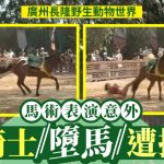 广州长隆︱骑士表演爆惊险意外 女子堕马遭拖行︱有片