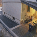 【有片】多倫多住宅區驚現郊狼 家庭愛犬慘遭攻擊致死