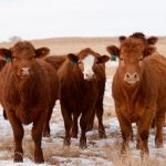 亞伯達牛肉品質舉世聞名 但養牛業者正面臨大麻煩