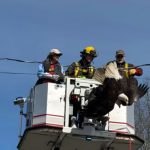 兩隻白頭鷹遭電線纏住 眾人成功救援