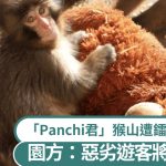孤独小猴“Panchi君”| 猴山遭游客镭射笔照射 园方报警:恐致猴群压力、失明