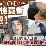 慈心女救受困乌鸦竟缔结友谊 连日“收礼”兼有“衞队”随行