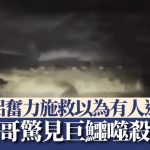 美国情侣以为有人遇溺走近施救 惊见3.6米巨鳄正噬杀男子