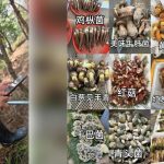 毒菌见手青︱云南屡爆中毒事故 民众用AI识别采野生菇