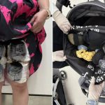 深圳湾口岸|海关半小时内连截8大妈 裙底及婴儿车起出53只濒危活龟