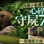 马国五岁小象遭车撞毙 心碎母象守尸七小时堵路