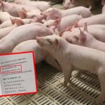 牧原集团︱入职培训要“像猪一样奉献” 网民质疑公然PUA