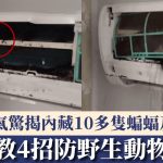 冷气藏蝠|浙男洗冷气机惊揭内藏十多只蝙蝠及大量粪便 专家教4招防老鼠壁虎入侵|有片