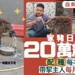 自来野猪变“摇钱树”配种每次¥1000 带挈主人每月赚两万︱有片
