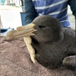 H5N1︱澳洲新南威尔士海燕病毒呈阳性 该国累计六宗个案