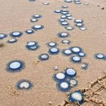 北上注意︱深圳大梅沙海滩漂满银币水母 有毒致敏勿触碰