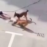 上海男童遭两恶犬疯狂撕咬 家长拼死击打狗头营救