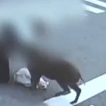 日本野猪大闹丰田市 4途人遇袭受伤
