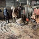 台湾食安|云林羊肉二恶英超标1.8倍恐致孕妇流产畸胎 当局预防性下架4公吨羊奶