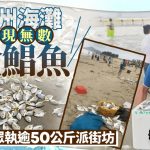 台风“红霞”︱惠州海滩涌现无数金鲳鱼 民众执逾50公斤派街坊︱有片