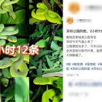 蛇出没注意︱深圳公园2小时偶见12条蛇 酷热天气傍晚夜间时分最易被咬