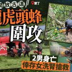 游台注意︱垦丁虎头蜂蜇3资深搜救队员 2男身亡幸存女中逾30针要洗肾