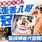 世界最丑狗大赛|去年饮恨凸眼歪舌八哥犬夺冠 曾遭遗弃宣扬“领养代替购买”
