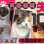 英国虎斑猫失踪10年 主人30岁生日前夕奇蹟回家