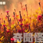 【張無忌專欄:奇聞怪事】神醫特朗普