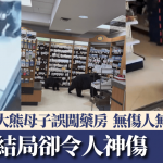 加拿大熊母子误闯药房 无造成伤害却被安乐死 职员网民惊愕悲痛