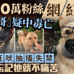 “彪哥”疑中毒亡|200万粉丝网红狗死前狂吠抽搐失禁 主人痛哭报警求彻查