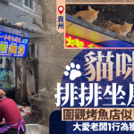 贵州小猫“监工大队” 围观烤鱼店 大爱老板获食客激赞︱有片