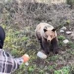 北溫男子設點餵養危險野生動物遭罰27000元