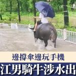 牛車爭路?浙江男騎牛涉水出行邊撐傘邊玩手機 交警:發現會勸導制止|有片