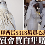 天價獵鷹|杜拜酋長$318萬買純白隼 愛女拍賣會霸氣片廣傳|有片