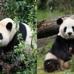 习特会|美方斥资4680万元重新优化场馆 喜迎成都大熊猫平平福双
