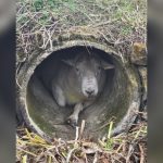 只想静静!100公斤公羊不堪9只母羊热烈追求 躲排水管受困获救