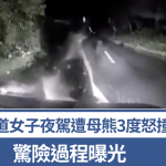 日本熊出没|北海道女子夜驾遭母熊3度怒撞车头 惊险过程曝光
