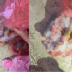 台湾狗肉地下链|新竹动物团体乔装买家 惊见狗脚内脏血水淋淋