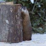 一年一度土拨鼠预测天气 这个冬季有长有短