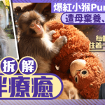 爆紅小猴Punch君遭母棄養、抱緊玩偶求安慰 專家拆解:每個人的內心都住着一隻Punch君