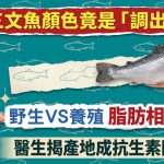 超市三文鱼颜色竟是“调出来”?野生VS养殖脂肪相差3倍医生揭产地成抗生素关键