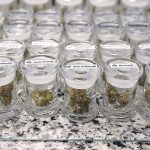 向非法藥房提供大麻 多倫多市工業倉庫遭查封