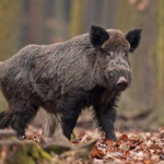 山猪闯进农田 9旬老翁勇击毙!