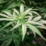 騎警報告稱黑幫擬染指 藥用大麻資源業洗黑錢