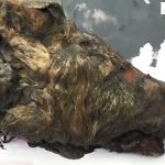 冰封3万年巨型狼头出土