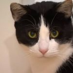 视频:家猫在住家院落勇怼3只野狼